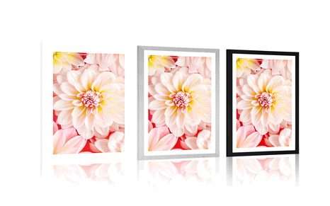 AFFICHE AVEC PASSE-PARTOUT – FLEURS DE DAHLIAS PASTEL - FLEURS - AFFICHES