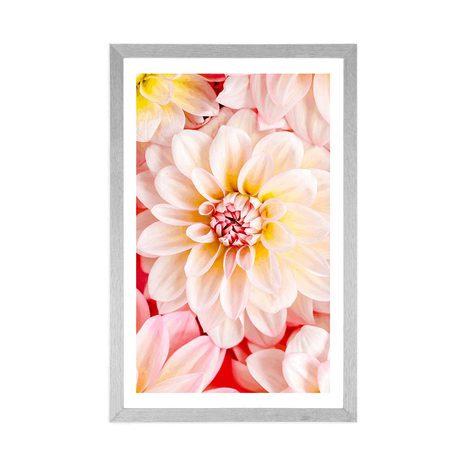 AFFICHE AVEC PASSE-PARTOUT – FLEURS DE DAHLIAS PASTEL - FLEURS - AFFICHES