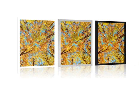 AFFICHE – COURONNES D'ARBRES EN AUTOMNE - NATURE - AFFICHES