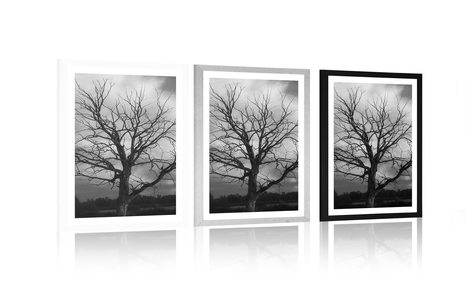 AFFICHE – ARBRE MAGNIFIQUE DANS LA PRAIRIE EN NOIR ET BLANC - NOIR ET BLANC - AFFICHES