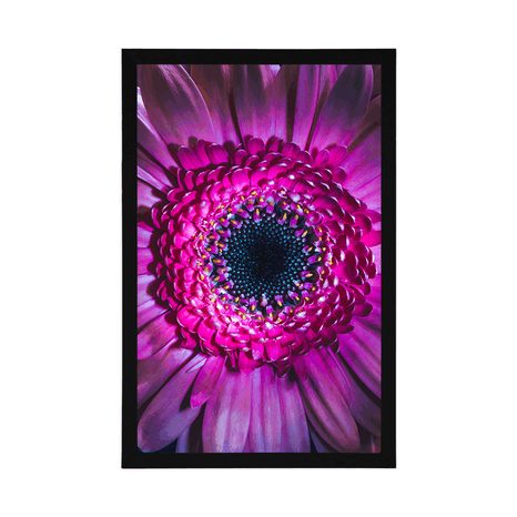 AFFICHE – GERBERA POURPRE - FLEURS - AFFICHES
