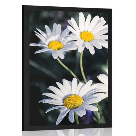 AFFICHE – MARGUERITES DANS LE JARDIN - FLEURS - AFFICHES