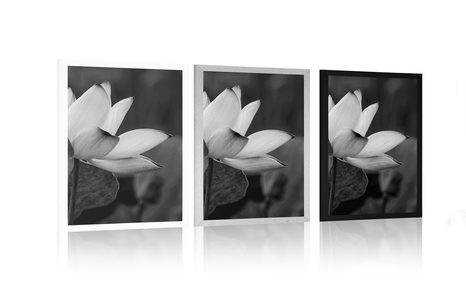 AFFICHE – FLEUR DE LOTUS DÉLICATE EN NOIR ET BLANC - NOIR ET BLANC - AFFICHES
