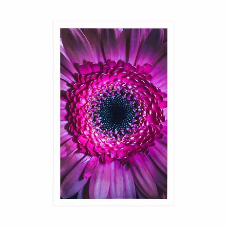 AFFICHE – GERBERA POURPRE - FLEURS - AFFICHES