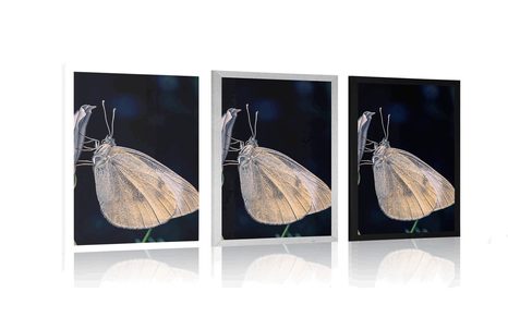 AFFICHE – PAPILLON SUR FLEUR - ANIMAUX - AFFICHES