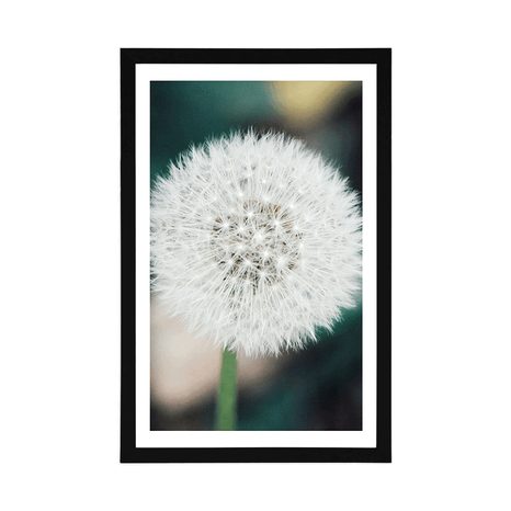 AFFICHE AVEC PASSE-PARTOUT – CHAPEAU DUVETEUX BLANC DE PISSENLIT - FLEURS - AFFICHES