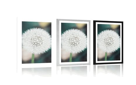 AFFICHE AVEC PASSE-PARTOUT – CHAPEAU DUVETEUX BLANC DE PISSENLIT - FLEURS - AFFICHES