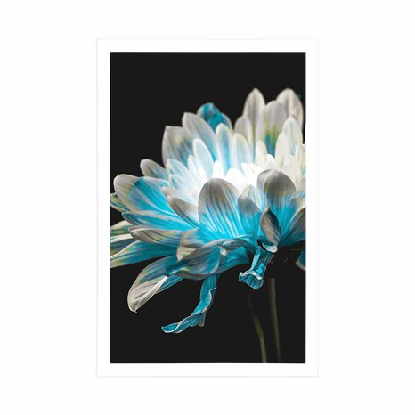 AFFICHE – MARGUERITE SUR FOND NOIR - FLEURS - AFFICHES