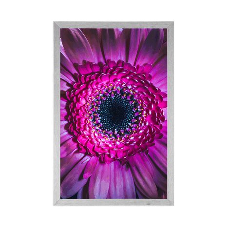 AFFICHE – GERBERA POURPRE - FLEURS - AFFICHES