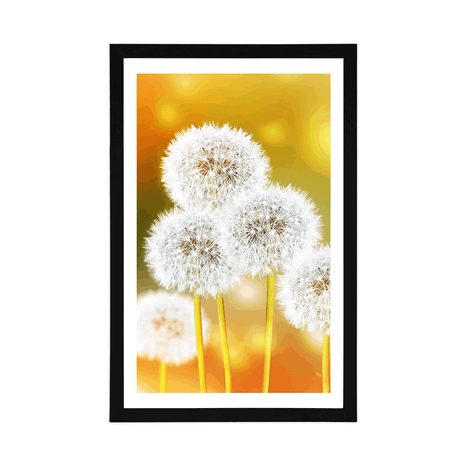 AFFICHE – PISSENLIT DUVETEUX - FLEURS - AFFICHES