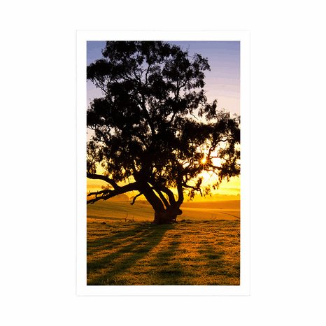 AFFICHE – ARBRE SOLITAIRE AU COUCHER DU SOLEIL - NATURE - AFFICHES