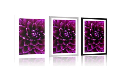 AFFICHE AVEC PASSE-PARTOUT – FLEUR POURPRE-VIOLET - FLEURS - AFFICHES