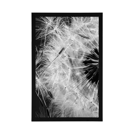 AFFICHE – GRAINES DE PISSENLIT EN NOIR ET BLANC - NOIR ET BLANC - AFFICHES