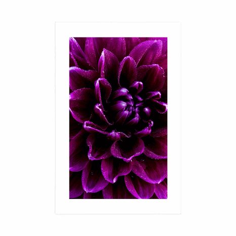 AFFICHE AVEC PASSE-PARTOUT – FLEUR POURPRE-VIOLET - FLEURS - AFFICHES