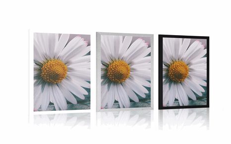 AFFICHE – MAGNIFIQUE MARGUERITE - FLEURS - AFFICHES