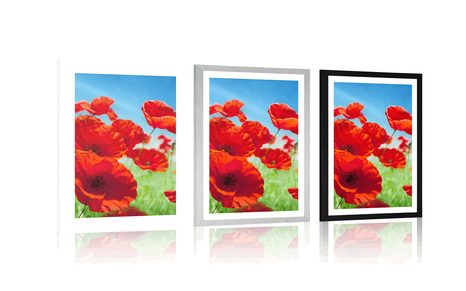 AFFICHE – FLEURS DE COQUELICOTS DANS LE PRÉ - FLEURS - AFFICHES
