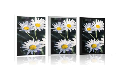 AFFICHE – MARGUERITES DANS LE JARDIN - FLEURS - AFFICHES