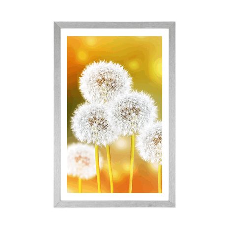 AFFICHE – PISSENLIT DUVETEUX - FLEURS - AFFICHES