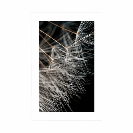 AFFICHE – BEAUTÉ DU PISSENLIT - FLEURS - AFFICHES