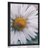 AFFICHE – MAGNIFIQUE MARGUERITE - FLEURS - AFFICHES